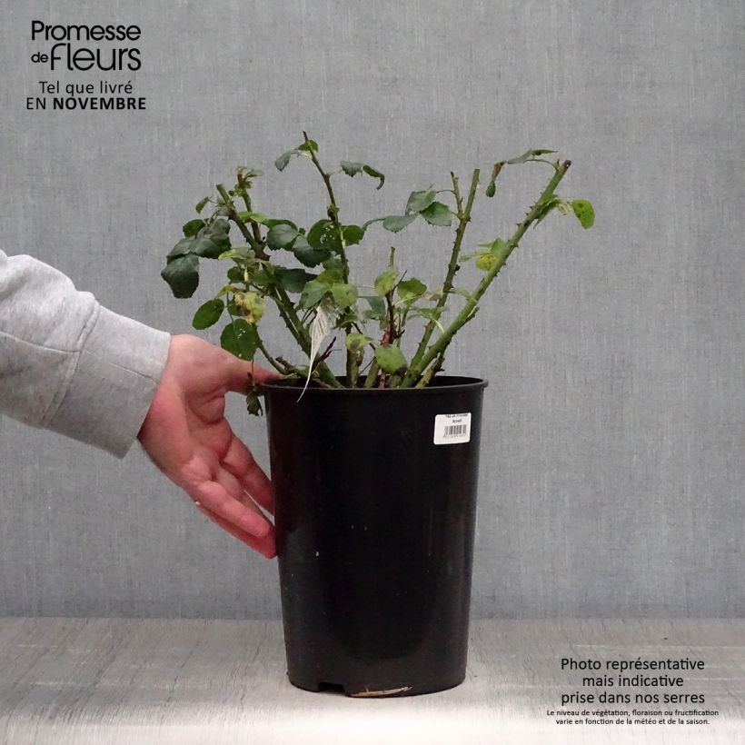 Spécimen de Rosier David Austin Princess Anne Pot de 3L/4L tel que livré en automne