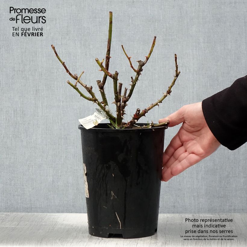 Spécimen de Rosier David Austin Roald Dahl Pot de 4L/5L tel que livré en hiver