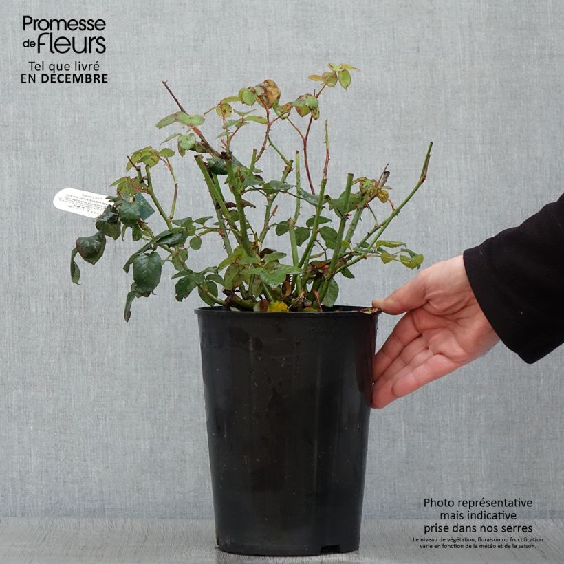 Spécimen de Rosier David Austin Scepter'd Isle Pot de 4L/5L tel que livré en automne