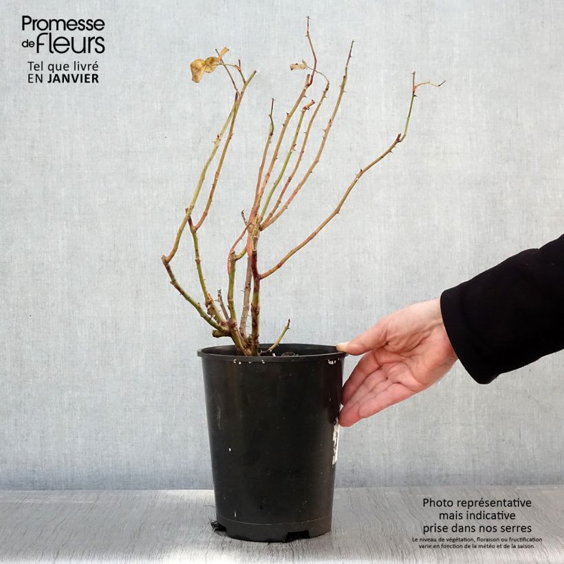 Spécimen de Rosier David Austin Strawberry Hill Pot de 4L/5L tel que livré en hiver