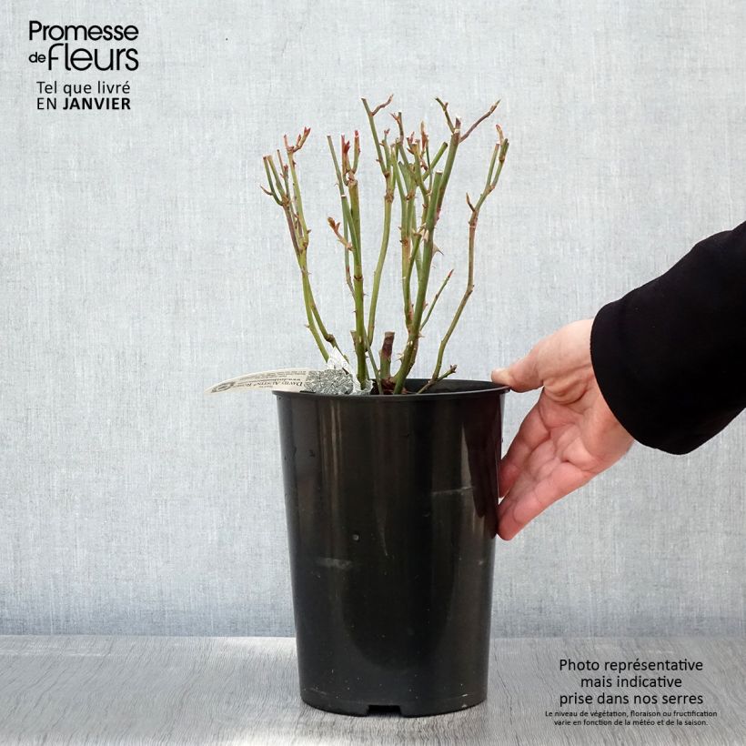 Spécimen de Rosier David Austin Summer Song  Pot de 4L/5L tel que livré en hiver
