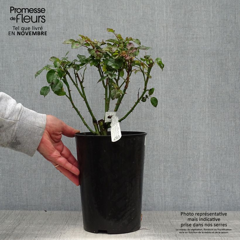 Spécimen de Rosier David Austin Tranquillity Pot de 4L/5L tel que livré en automne