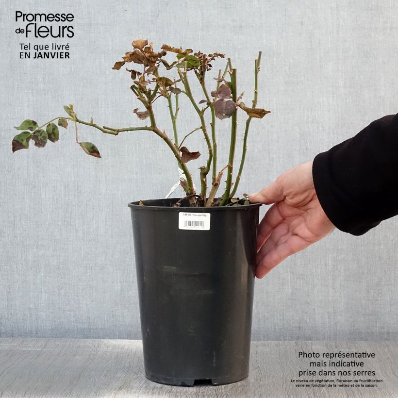Spécimen de Rosier David Austin Tranquillity Pot de 4L/5L tel que livré en hiver