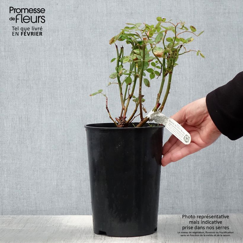 Spécimen de Rosier David Austin Vanessa Bell Pot de 4L/5L tel que livré en hiver