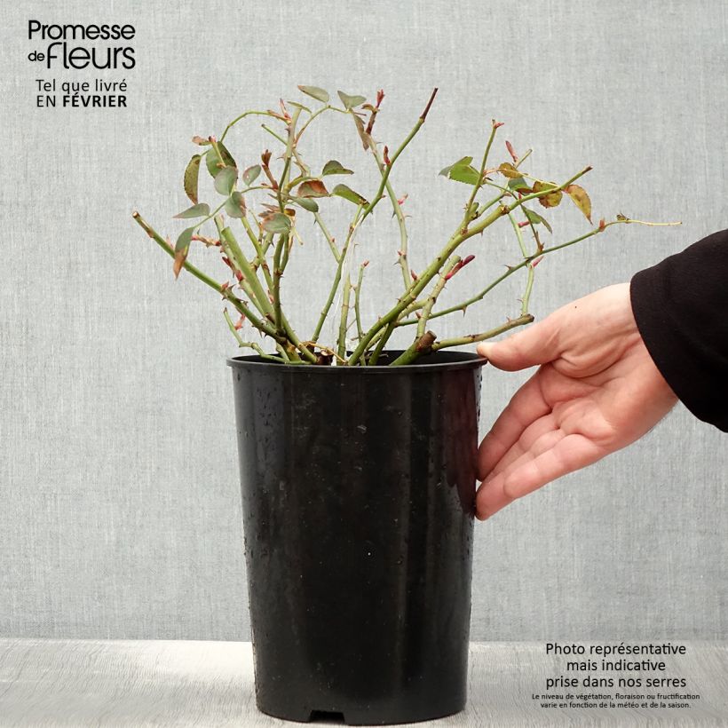Spécimen de Rosier David Austin Wildeve Pot de 4L/5L tel que livré en hiver