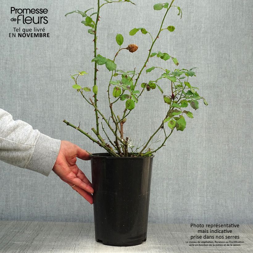 Spécimen de Rosier David Austin William and Catherine Pot de 4L/5L tel que livré en automne