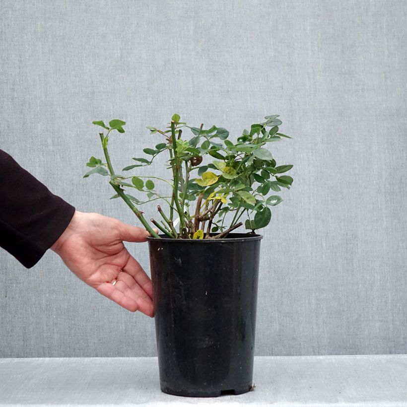 Spécimen de Rosier David Austin Wollerton Old Hall Pot de 4L/5L tel que livré en automne