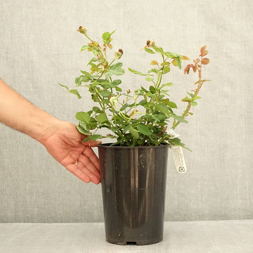 Spécimen de Rosier David Austin Wollerton Old Hall Pot de 4L/5L tel que livré en été