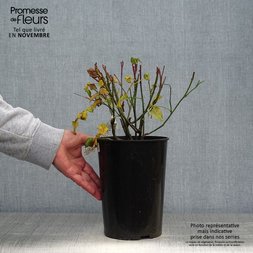 Spécimen de Rosier David Austin Young Lycidas Pot de 4L/5L tel que livré en automne