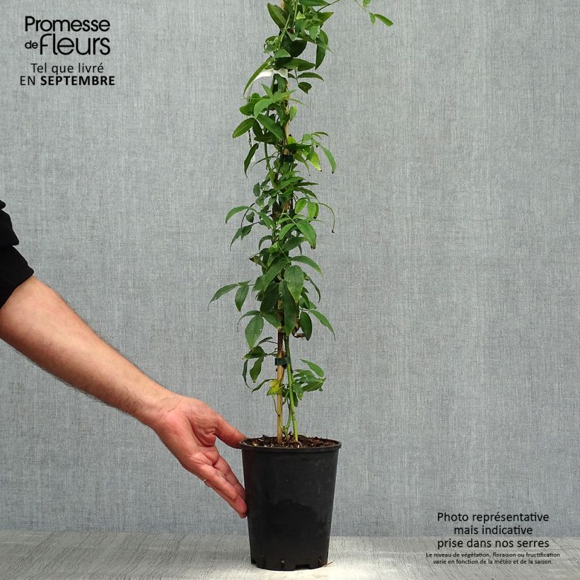Spécimen de Rosier de Banks Alba Plena - Rosa banksiae Pot de 2L/3L, Sur propres racines (non greffé) tel que livré en automne