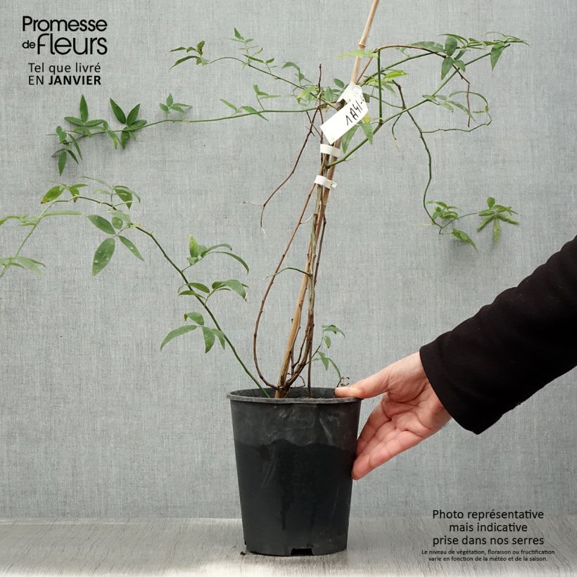 Spécimen de Rosier de Banks Alba Plena - Rosa banksiae Pot de 2L/3L Sur propres racines (non greffé) tel que livré en hiver