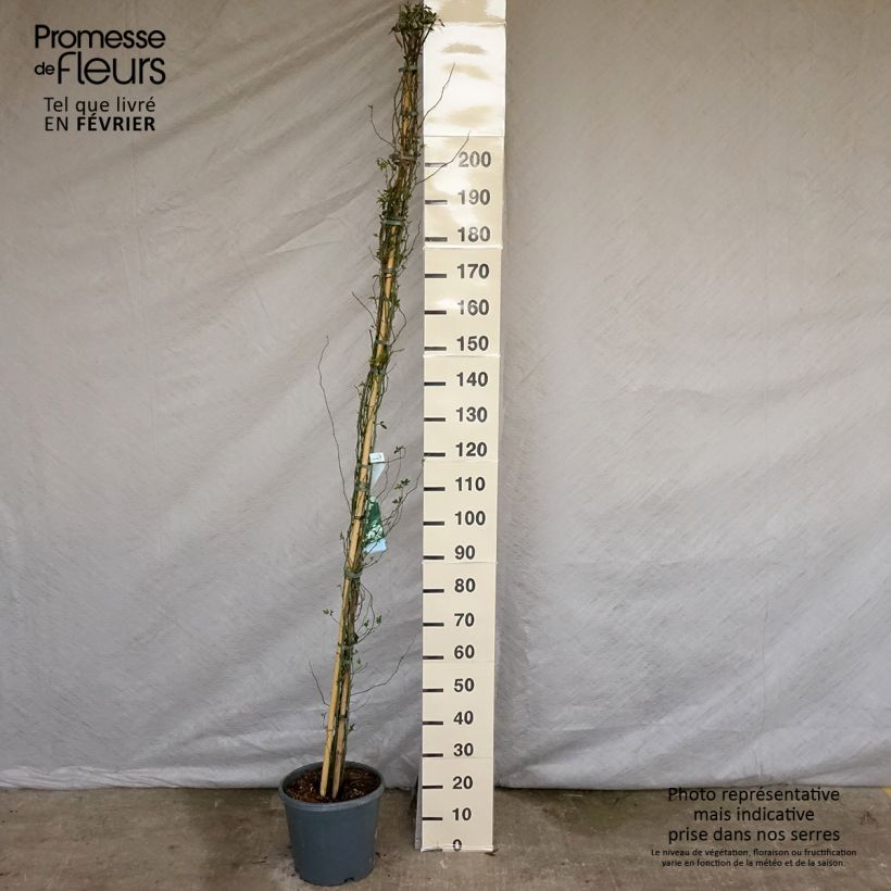 Spécimen de Rosier de Banks Alba Plena - Rosa banksiae Pot de 6L/7L Sur propres racines (non greffé) tel que livré en hiver