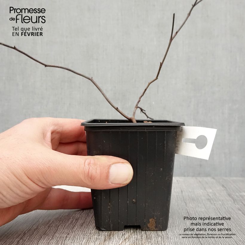 Spécimen de Rosier de Banks Lutea - Rosa banksiae Godet de 8/9 cm tel que livré en hiver