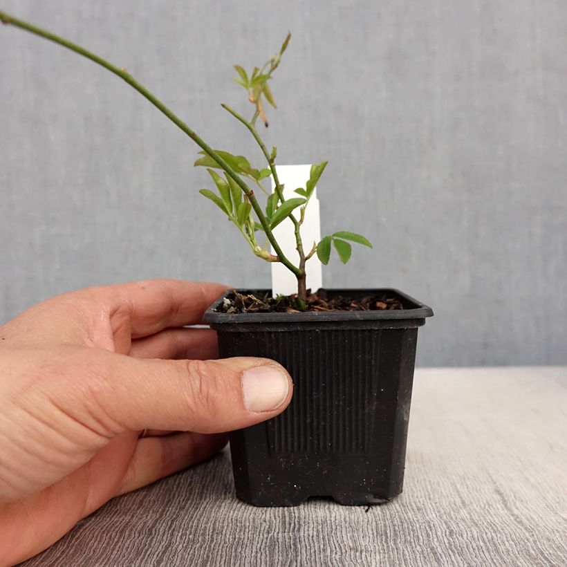 Rosa banksiae Lutea - Rosa di Lady Banks Vasetto da 8/9 cm esemplare consegnato in primavera