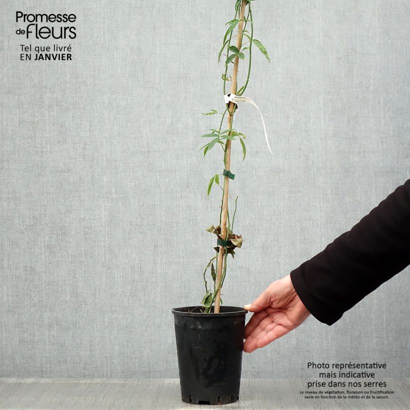 Spécimen de Rosier de Banks Lutea - Rosa banksiae Pot de 2L/3L Sur propres racines (non greffé) tel que livré en hiver