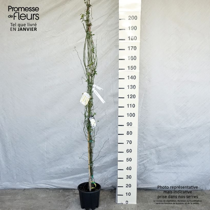 Spécimen de Rosier de Banks Lutea - Rosa banksiae Pot de 7,5L/10L tel que livré en hiver