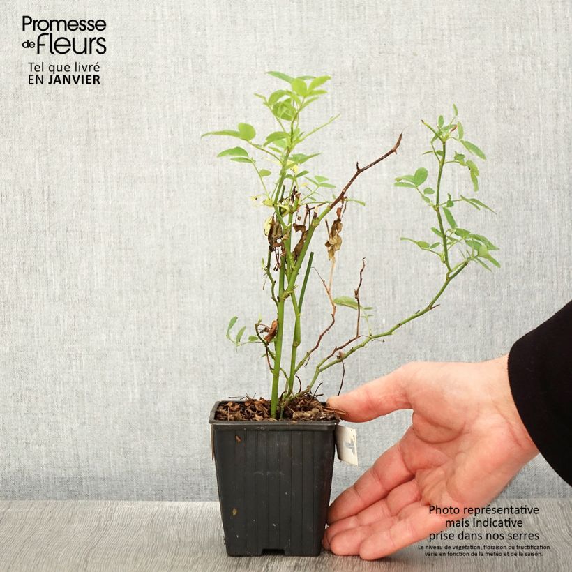 Rosa banksiae Rosea - Rosa di Lady Banks Vasetto da 8/9 cm esemplare consegnato in inverno