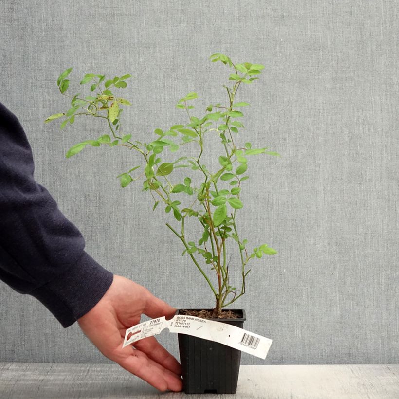 Spécimen de Rosier de Banks Rosea - Rosa banksiae  Godet de 8/9 cm tel que livré au printemps
