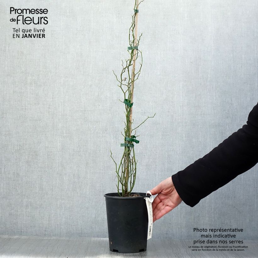 Spécimen de Rosier de Banks Rosea - Rosa banksiae  Pot de 2L/3L Sur propres racines (non greffé) tel que livré en hiver