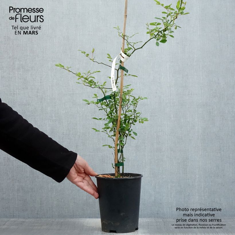 Spécimen de Rosier de Banks Rosea - Rosa banksiae  Pot de 2L/3L, Sur propres racines (non greffé) tel que livré au printemps