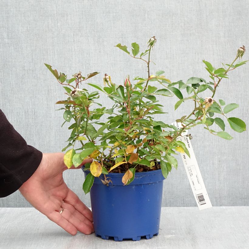 Spécimen de Rosier Decorosier Baia Pot de 2L/3L tel que livré en automne