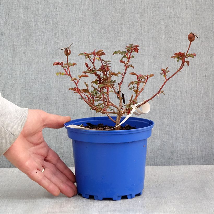 Spécimen de Rosier Decorosier Baia Pot de 2L/3L tel que livré au printemps