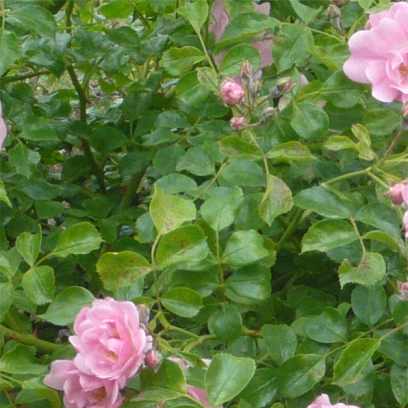 Rosier Décorosiers Mareva (Feuillage)