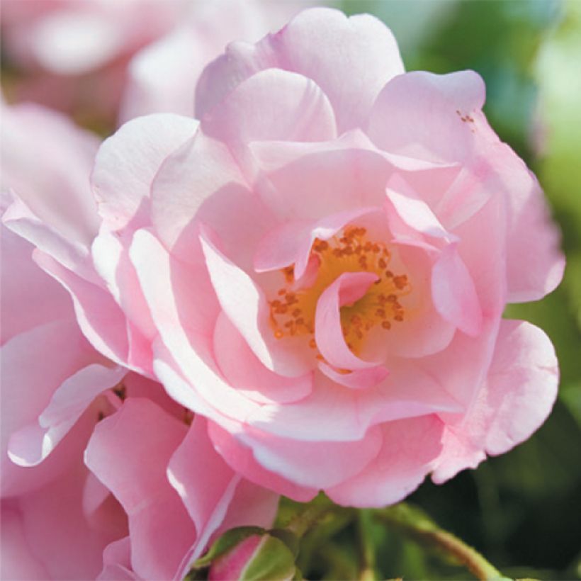 Rosier Décorosiers Mareva (Floraison)