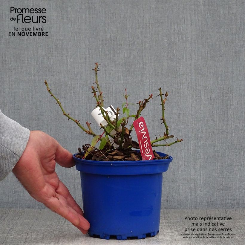 Spécimen de Rosier Décorosier New Vesuvia Pot de 2L/3L tel que livré en automne