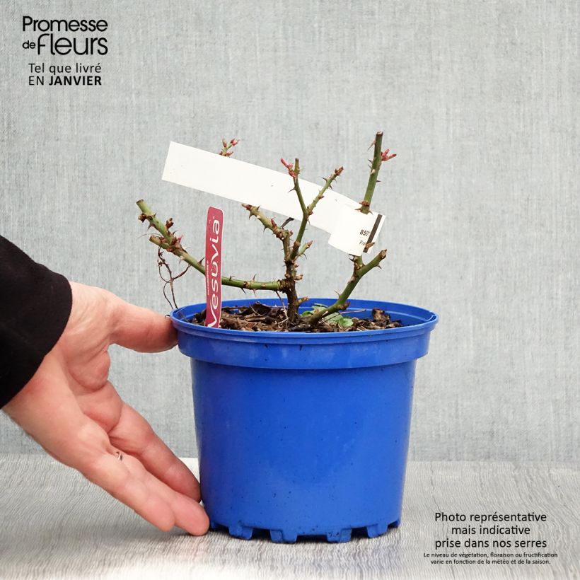 Spécimen de Rosier Décorosier New Vesuvia Pot de 2L/3L tel que livré en hiver