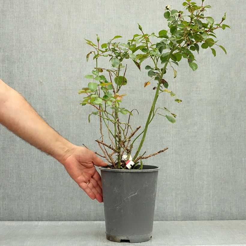 Spécimen de Rosier Décorosier New Vesuvia Pot de 4L/5L tel que livré en été