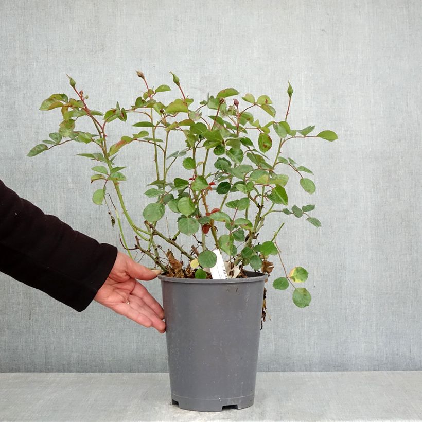 Spécimen de Rosier Décorosier New Vesuvia Pot de 4L/5L tel que livré au printemps