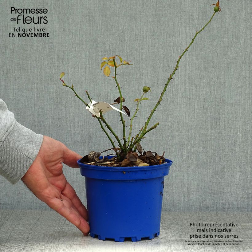 Spécimen de Rosier Decorosier Soleya Pot de 2L/3L tel que livré en automne