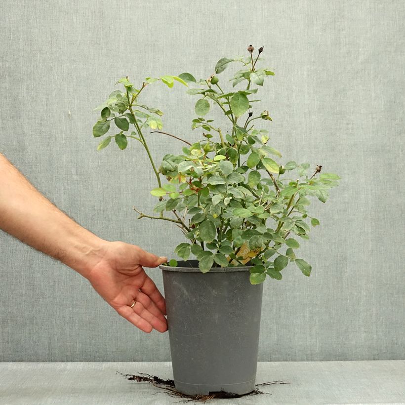 Spécimen de Rosier Decorosier Soleya Pot de 4L/5L tel que livré en été