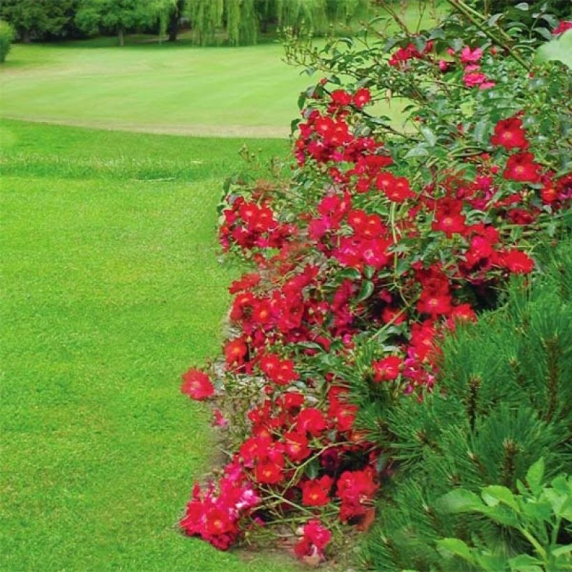 Rosier Décorosiers Vesuvia (Floraison)