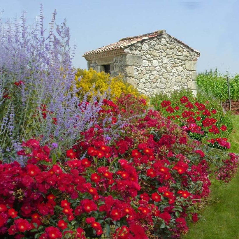 Rosier Décorosiers Vesuvia (Port)