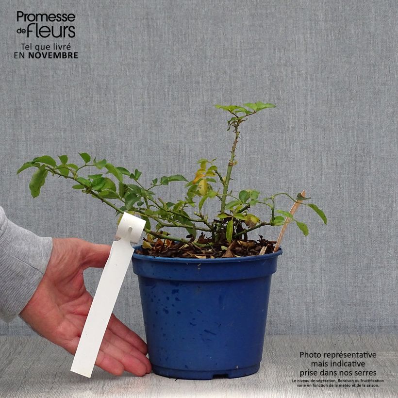 Spécimen de Rosier Décorosiers Calizia Pot de 2L/3L tel que livré en automne