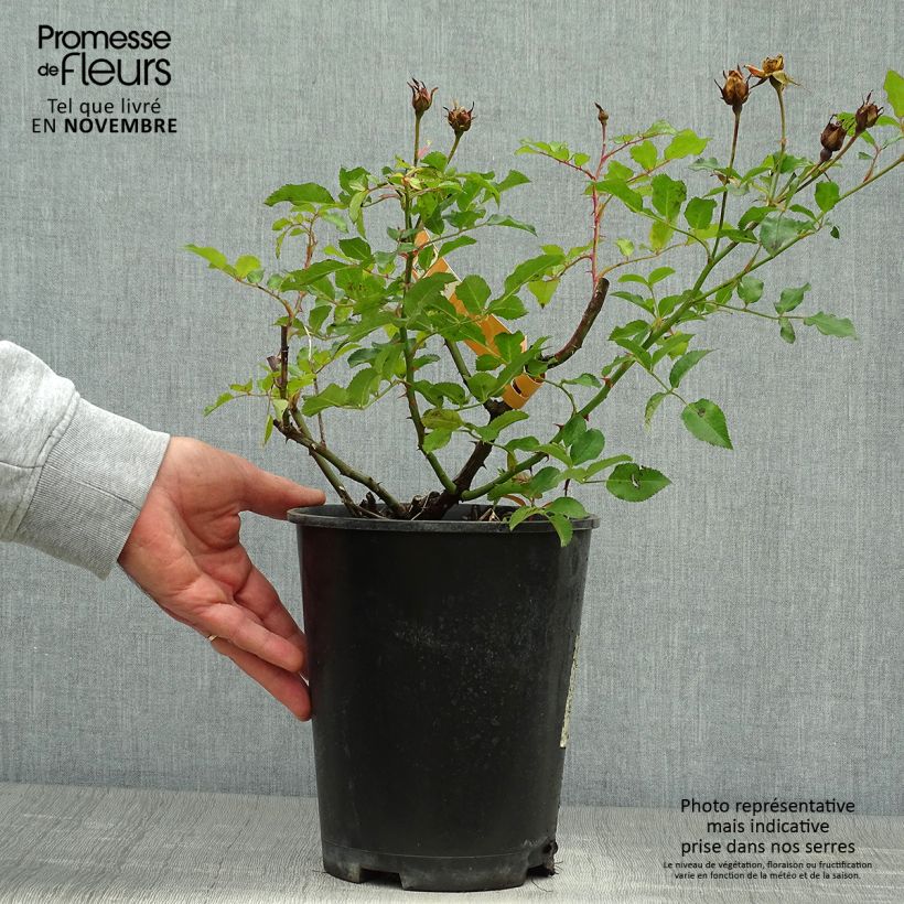 Spécimen de Rosier Décorosiers Calizia Pot de 4L/5L tel que livré en automne