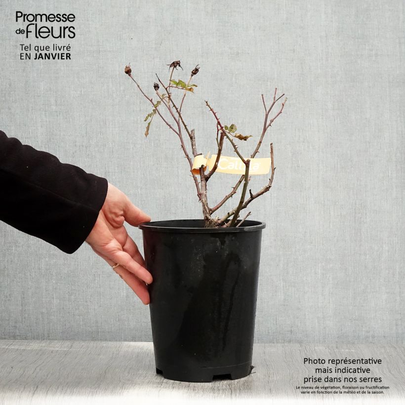 Spécimen de Rosier Décorosiers Calizia Pot de 4L/5L tel que livré en hiver