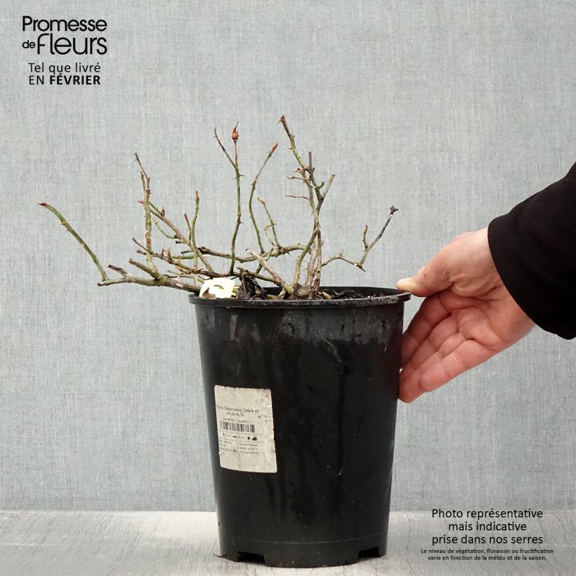 Spécimen de Rosier Décorosiers Celina Pot de 4L/5L tel que livré en hiver