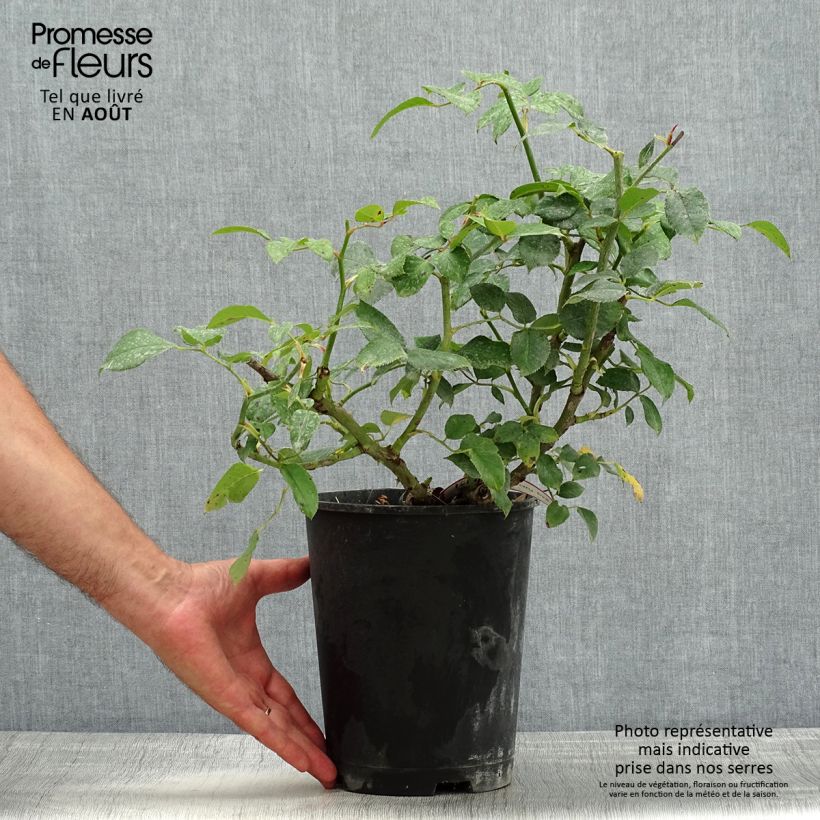 Spécimen de Rosier Décorosiers Crazy Pink Voluptia Pot de 4L/5L tel que livré en été