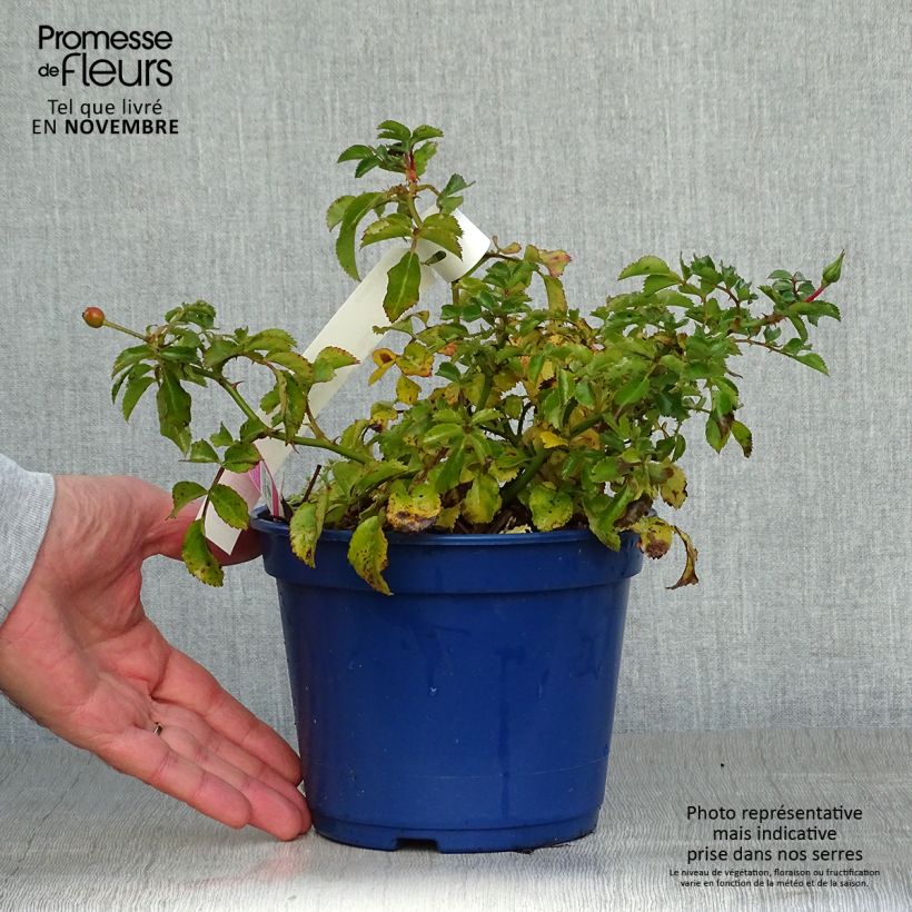 Spécimen de Rosier Décorosiers EMERA Pot de 2L/3L tel que livré en automne