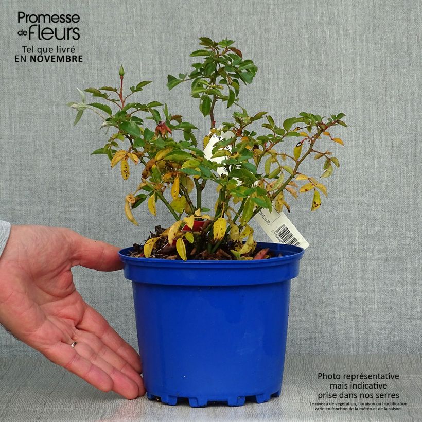 Spécimen de Rosier Décorosiers Isalia Pot de 2L/3L tel que livré en automne