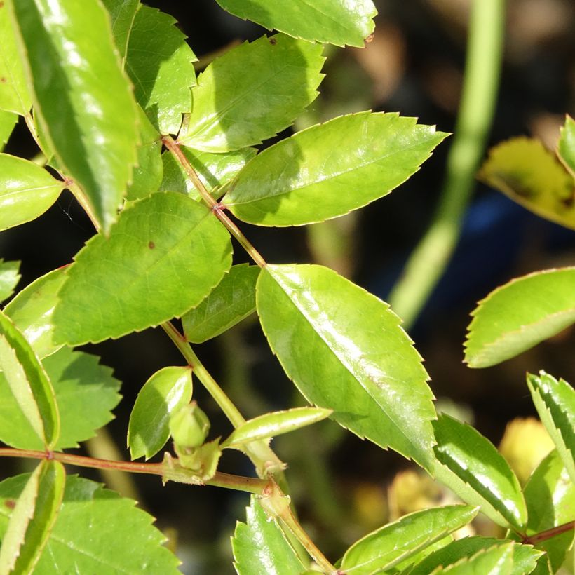 Rosier Décorosiers Isalia (Feuillage)