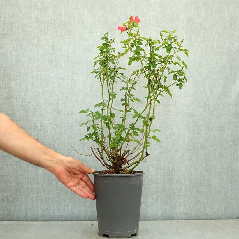 Spécimen de Rosier Décorosiers Isalia Pot de 4L/5L tel que livré en été