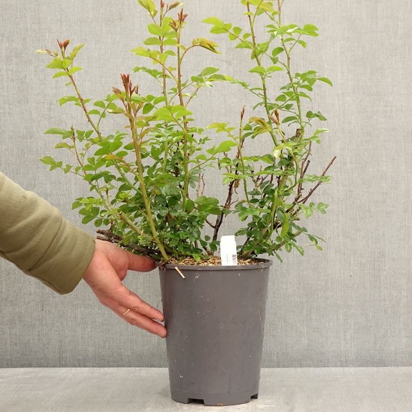 Spécimen de Rosier Décorosiers Isalia Pot de 4L/5L tel que livré au printemps