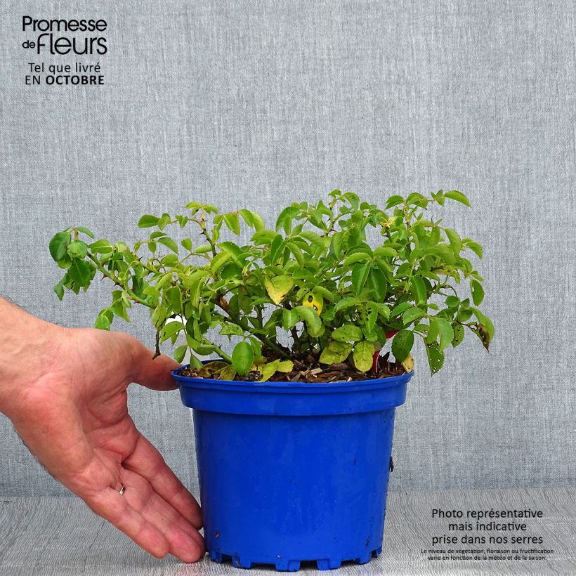 Spécimen de Rosier Décorosiers Kadora Pot de 2L/3L tel que livré en automne
