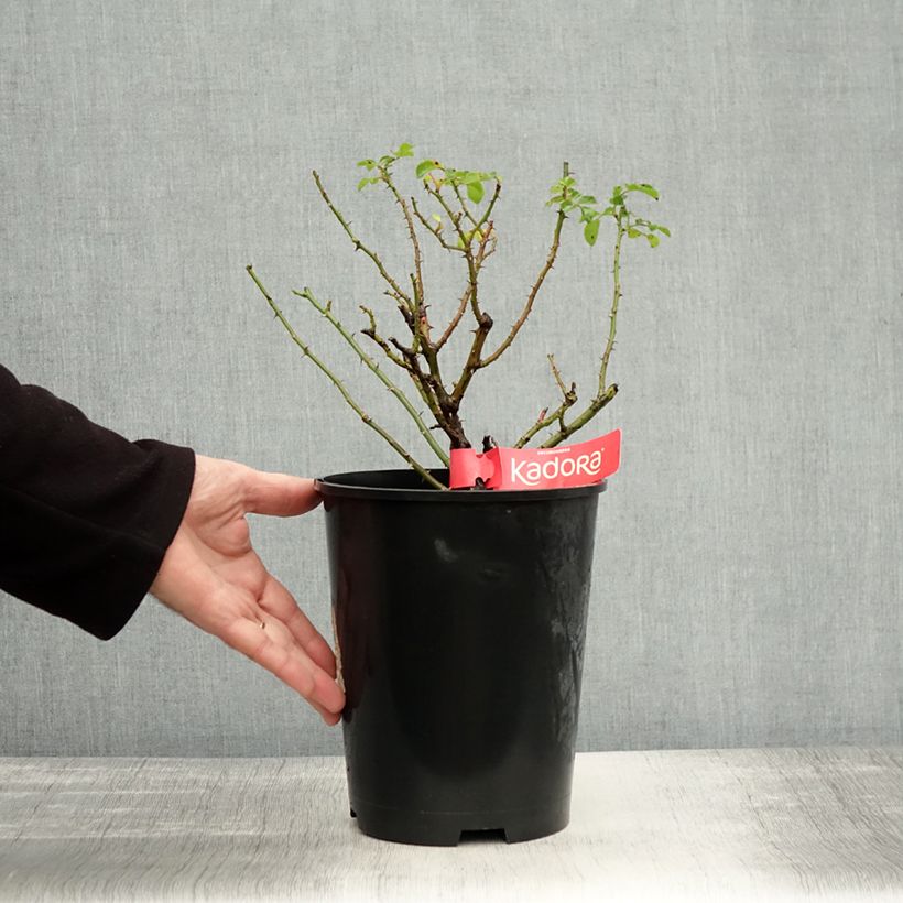 Spécimen de Rosier Décorosiers Kadora Pot de 4L/5L tel que livré en automne