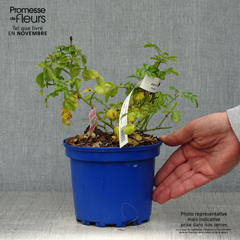 Spécimen de Rosier Décorosiers Mareva Pot de 2L/3L tel que livré en automne