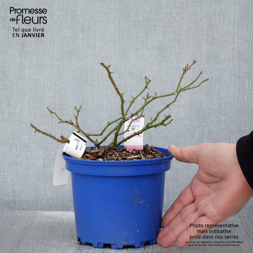 Spécimen de Rosier Décorosiers Mareva Pot de 2L/3L tel que livré en hiver